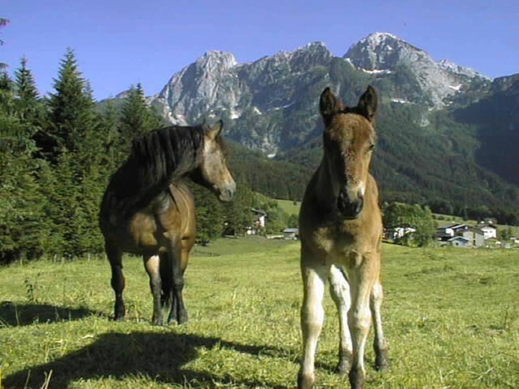 Schoerghof Abtenau Buitenkant foto